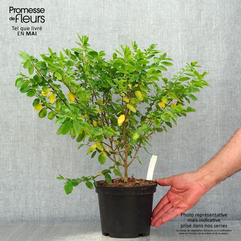 Esimerkki keväällä toimitetusta Azara serrata Pot de 2L/3L-taimesta
