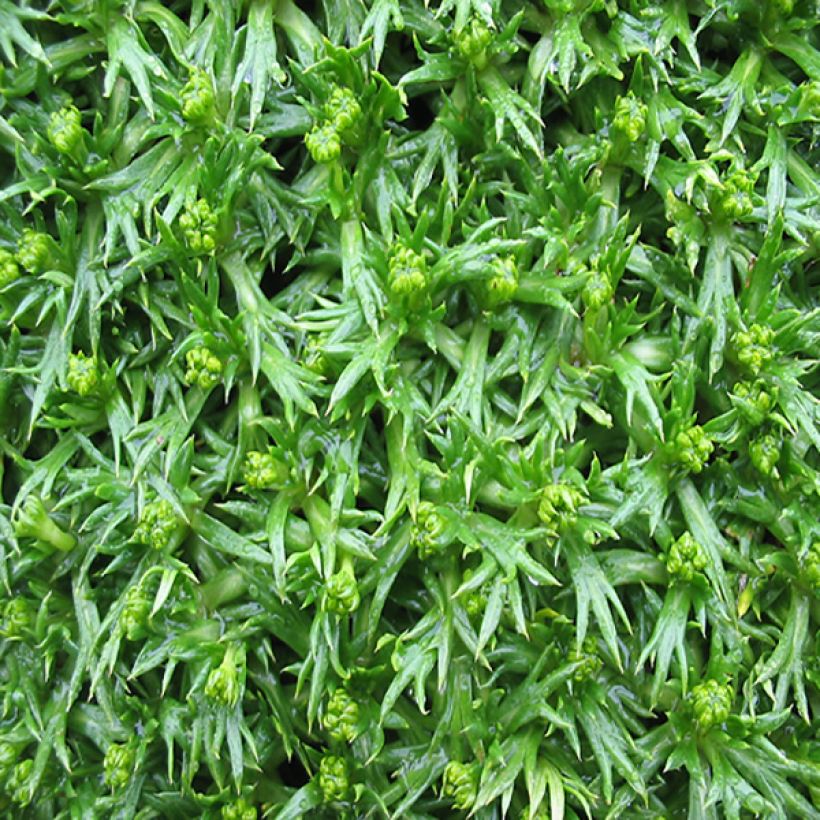 Atsorella - Azorella trifurcata (Lehvistö)