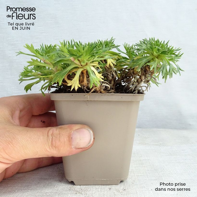 Esimerkki kesällä toimitetusta Atsorella - Azorella trifurcata Taimiruukku 8/9 cm-taimesta