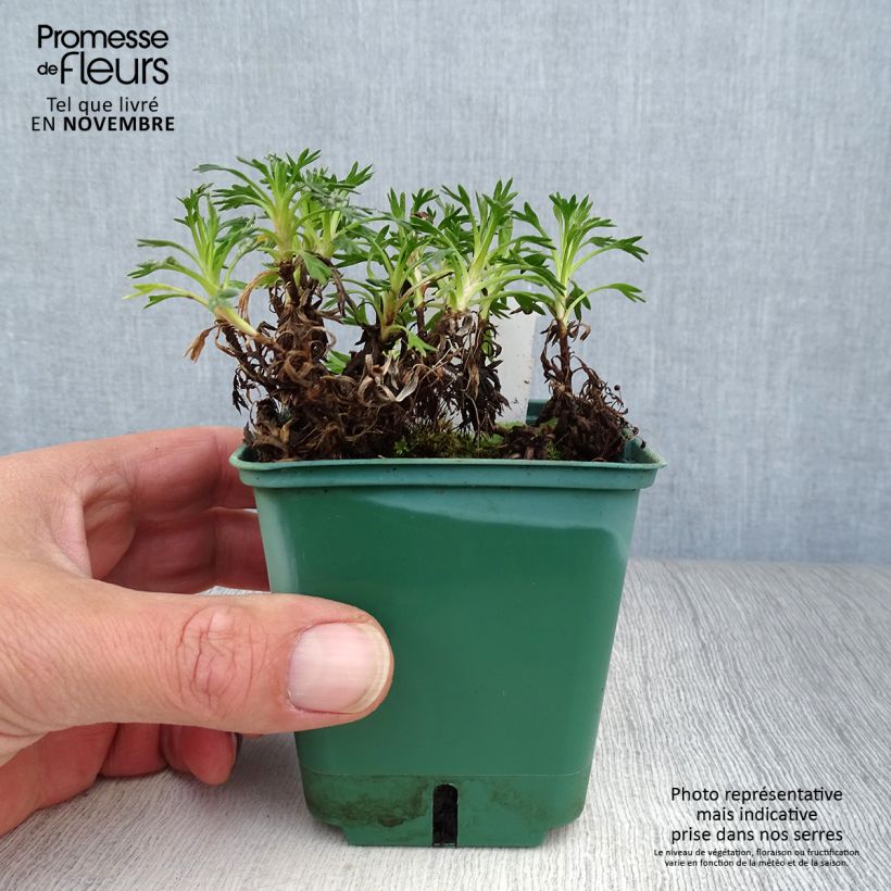 Esimerkki syksyllä toimitetusta Atsorella - Azorella trifurcata 8/9 cm taimiruukku-taimesta