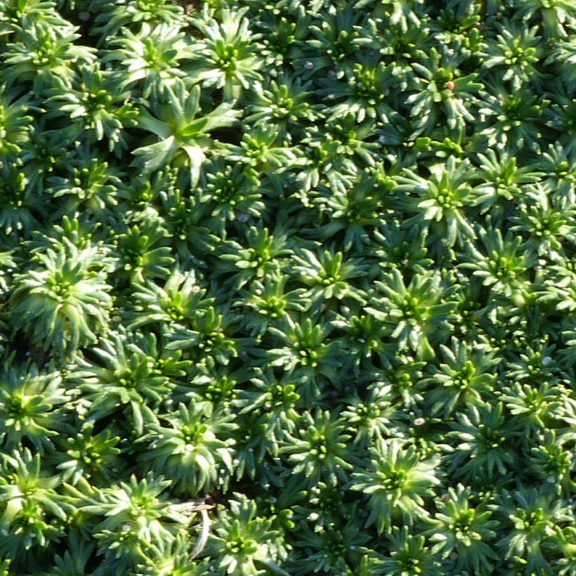Atsorella Nana (Lehvistö)