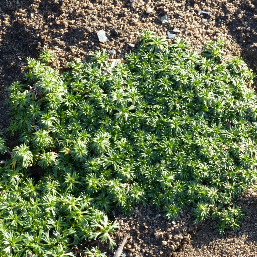 Atsorella Nana (Kasvutapa)