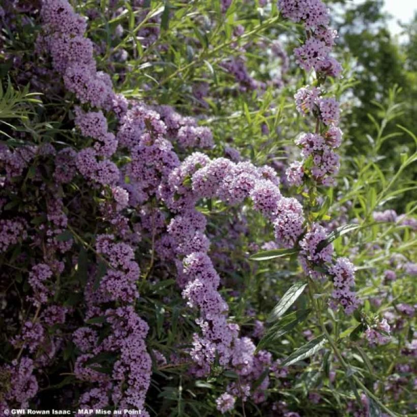 Kesäsyrikkä - Buddleja alternifolia (Kukinta)