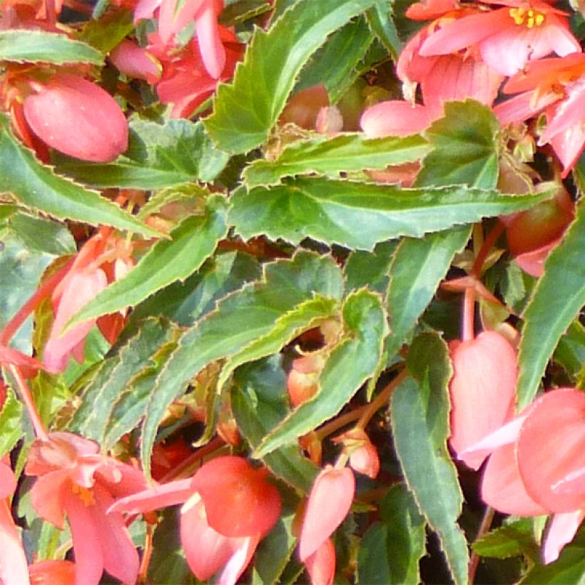 Riippubegonia Summerwings Pink Elegance (Lehvistö)