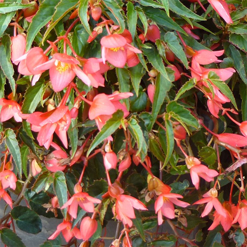 Riippubegonia Summerwings Pink Elegance (Kukinta)