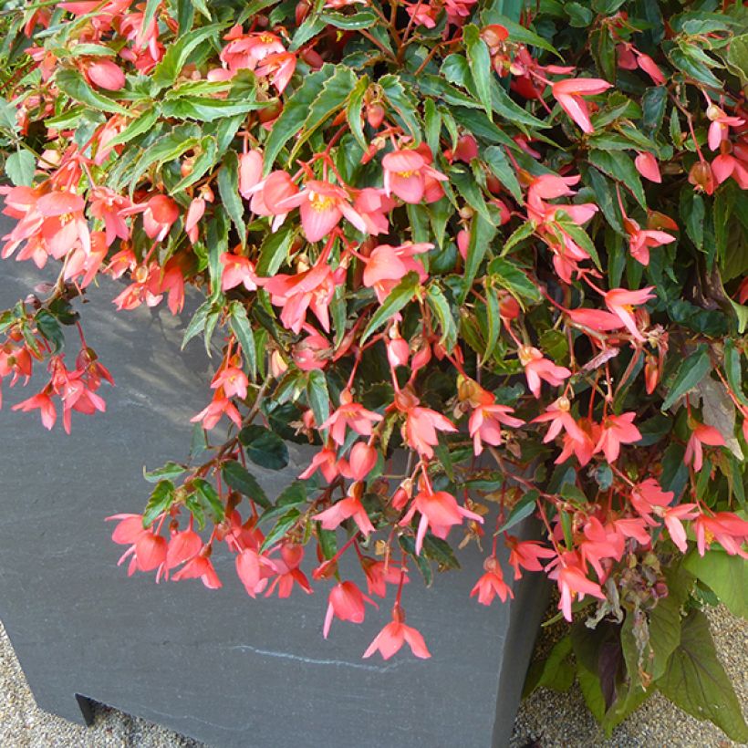 Riippubegonia Summerwings Pink Elegance (Kasvutapa)