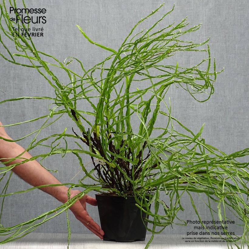 Esimerkki syksyllä toimitetusta Baccharis genistelloides 3 litran/4 litran ruukku-taimesta