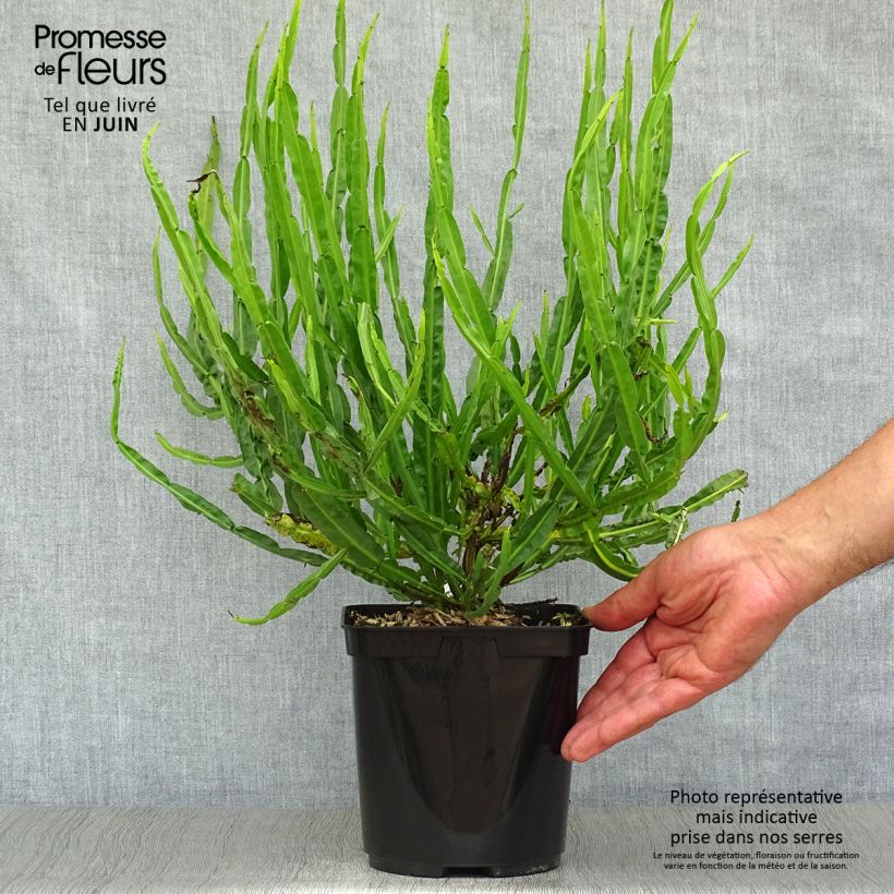 Esimerkki kesällä toimitetusta Baccharis genistelloides Ruukku 3L / 4L-taimesta