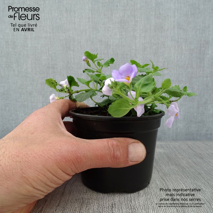 Esimerkki keväällä toimitetusta Lumihiutale Scopia Gulliver Blue Sensation Godet de 8/9 cm-taimesta