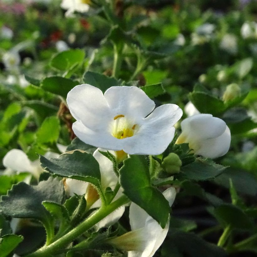 Lumihiutale Gulliver Dynamic White (Kukinta)