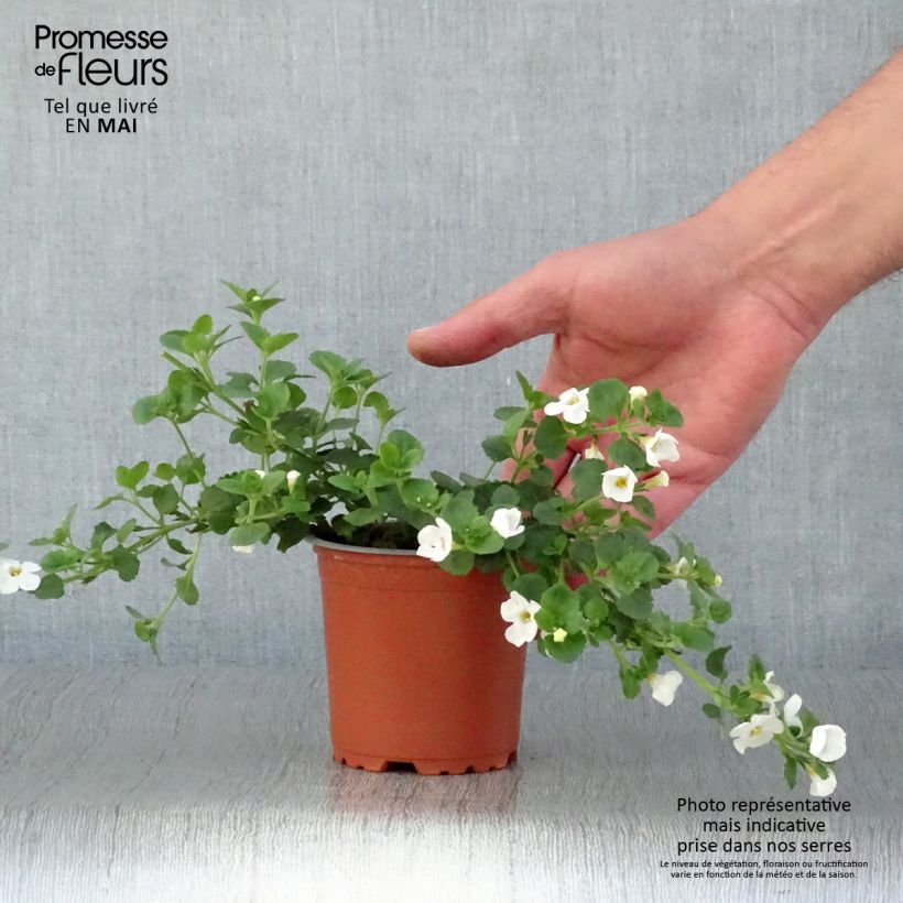 Esimerkki keväällä toimitetusta Lumihiutale Gulliver Dynamic White Godet de 8/9 cm-taimesta