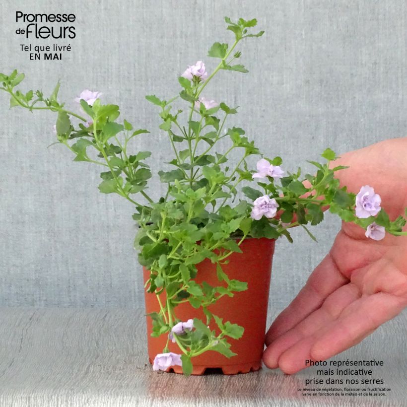 Esimerkki keväällä toimitetusta Lumihiutale Scopia Double Lavender Godet de 8/9 cm-taimesta