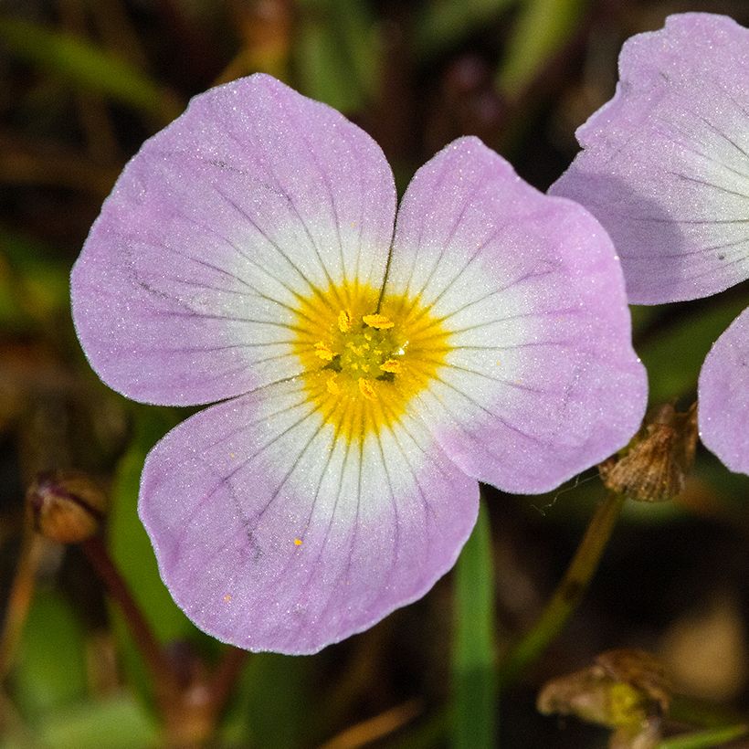 Pystysarjasarpio - Baldellia ranunculoides (Kukinta)