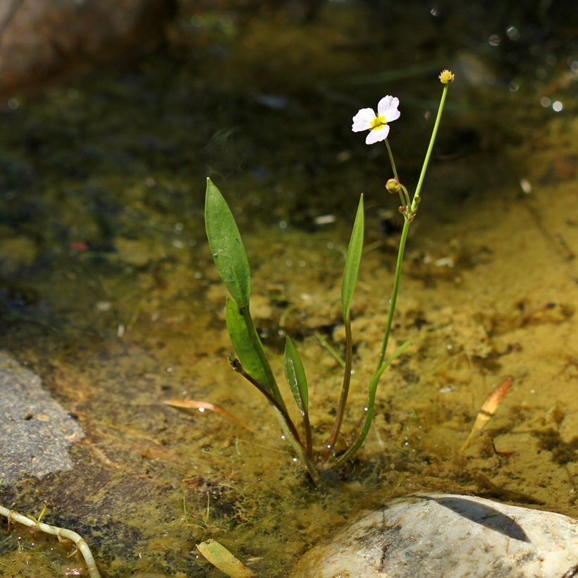 Pystysarjasarpio - Baldellia ranunculoides (Kasvutapa)