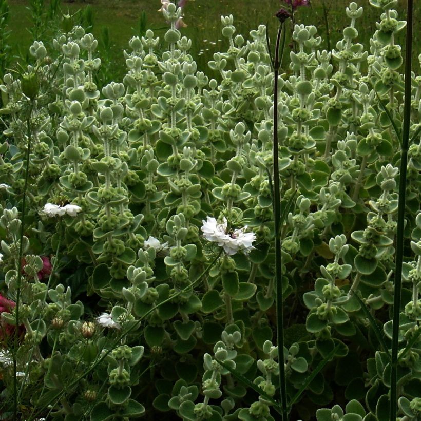 Egeanporro - Ballota pseudodictamnus (Kasvutapa)