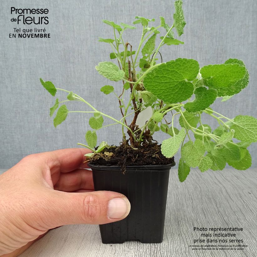 Esimerkki syksyllä toimitetusta Egeanporro - Ballota pseudodictamnus 8/9 cm taimiruukku-taimesta