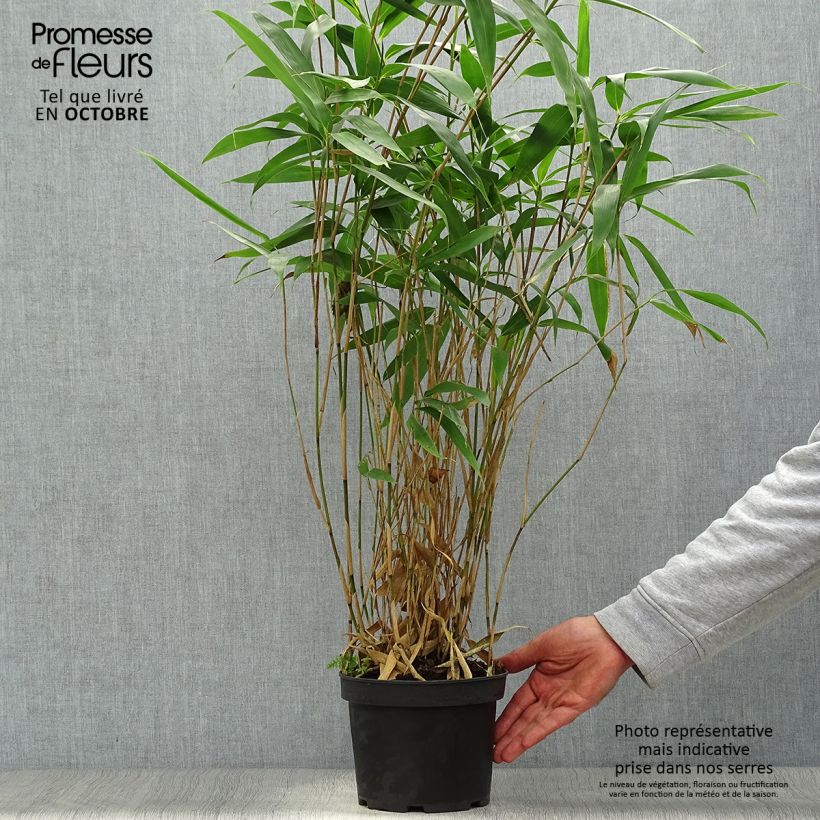 Esimerkki syksyllä toimitetusta Japaninbambu - Pseudosasa japonica 2 litran/3 litran ruukku-taimesta