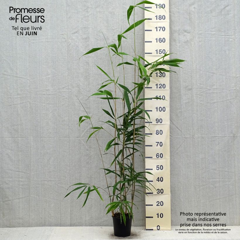 Esimerkki kesällä toimitetusta Japaninbambu - Pseudosasa japonica Pot de 2L/3L-taimesta