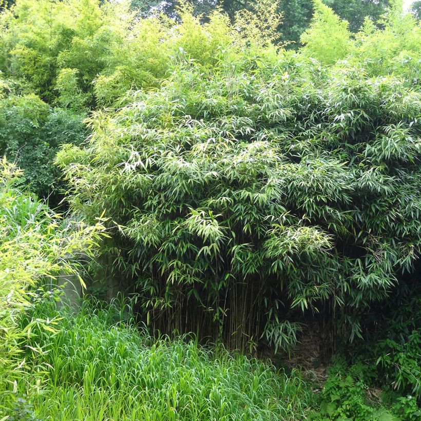 Jättibambu - Phyllostachys bissetii (Kasvutapa)