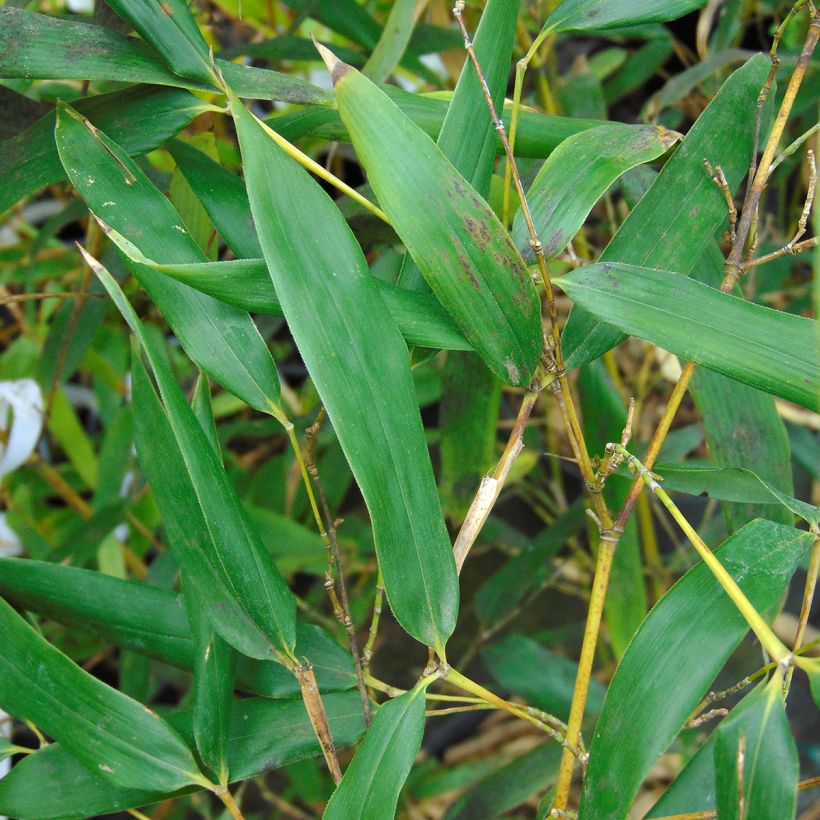 Jättibambu - Phyllostachys bissetii (Lehvistö)