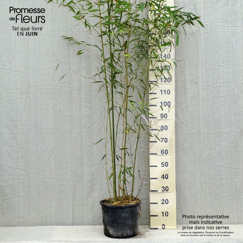 Esimerkki kesällä toimitetusta Jättibambu - Phyllostachys bissetii Ruukku 12L / 15L-taimesta