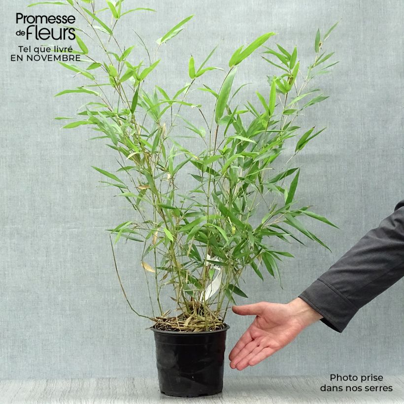Esimerkki syksyllä toimitetusta Jättibambu - Phyllostachys bissetii 2 litran/3 litran ruukku-taimesta