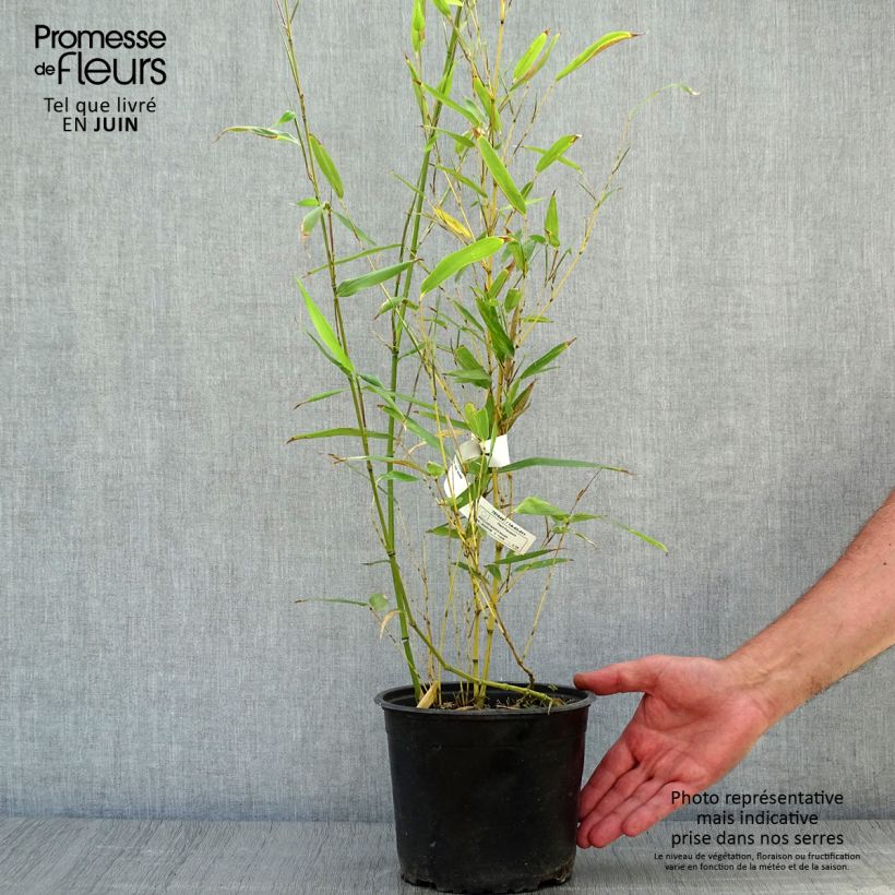 Esimerkki kesällä toimitetusta Jättibambu - Phyllostachys bissetii Ruukku 2L / 3L-taimesta