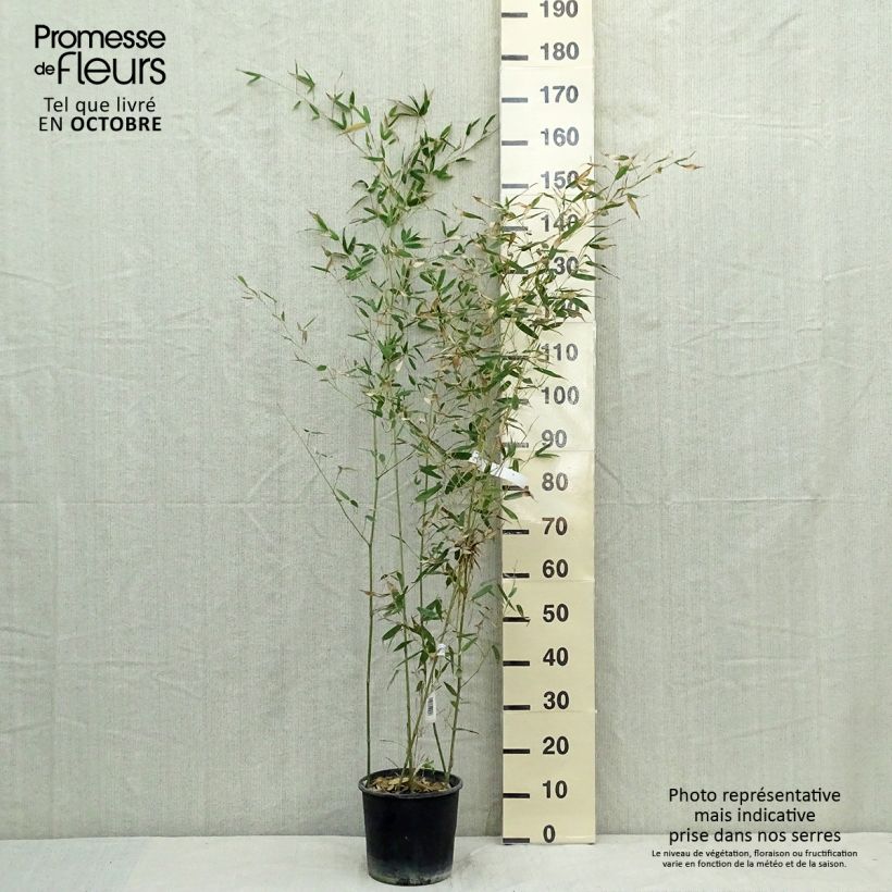 Esimerkki syksyllä toimitetusta Jättibambu - Phyllostachys bissetii 4 litran/5 litran ruukku-taimesta