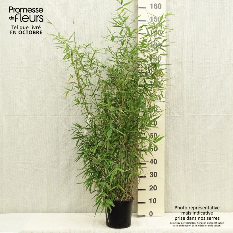 Esimerkki syksyllä toimitetusta Bambu - Phyllostachys aurea 4 litran/5 litran ruukku-taimesta