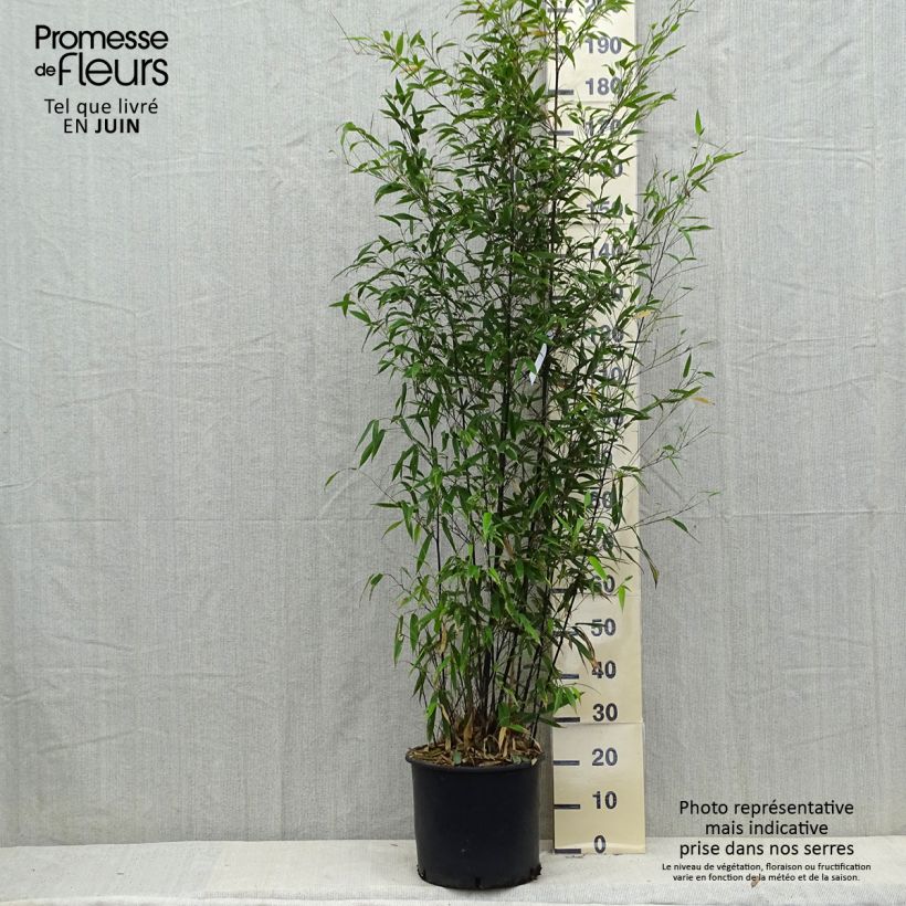 Esimerkki kesällä toimitetusta Mustabambu - Phyllostachys nigra Ruukku 12L / 15L-taimesta