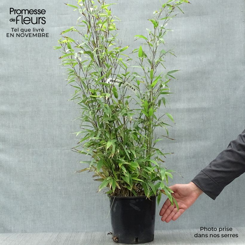 Esimerkki syksyllä toimitetusta Mustabambu - Phyllostachys nigra 4 litran/5 litran ruukku-taimesta