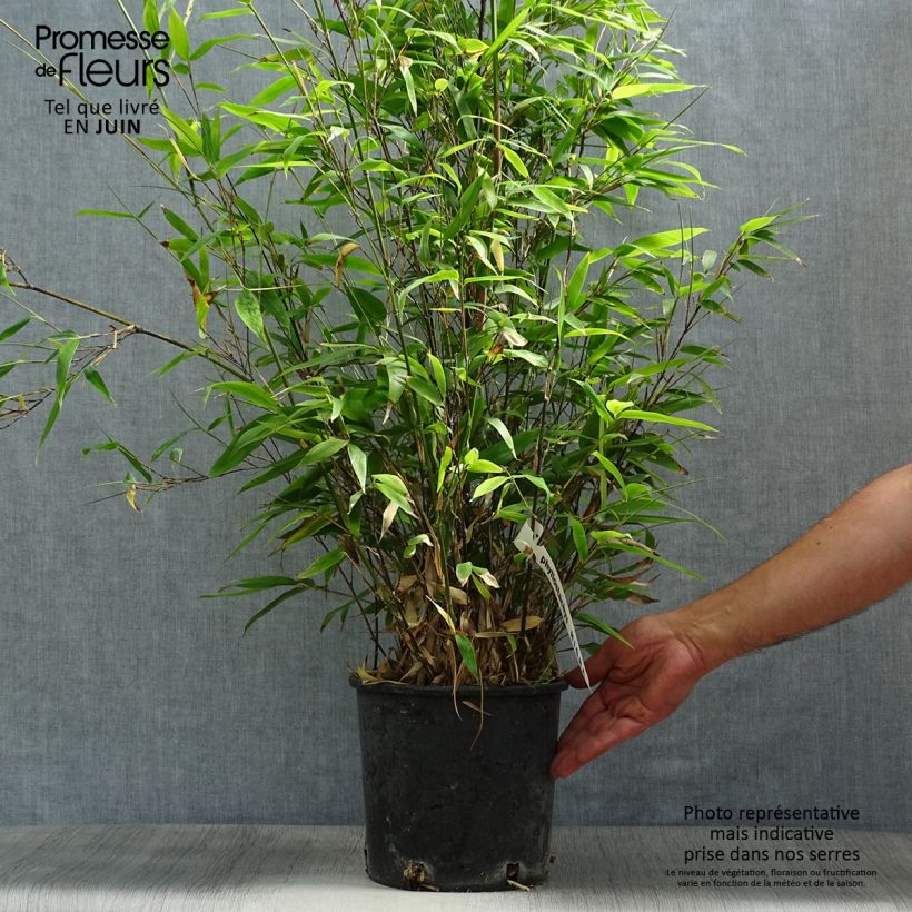 Esimerkki kesällä toimitetusta Mustabambu - Phyllostachys nigra Ruukku 4L / 5L-taimesta