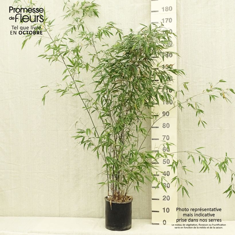 Esimerkki kesällä toimitetusta Mustabambu - Phyllostachys nigra Ruukku 7,5L / 10L-taimesta