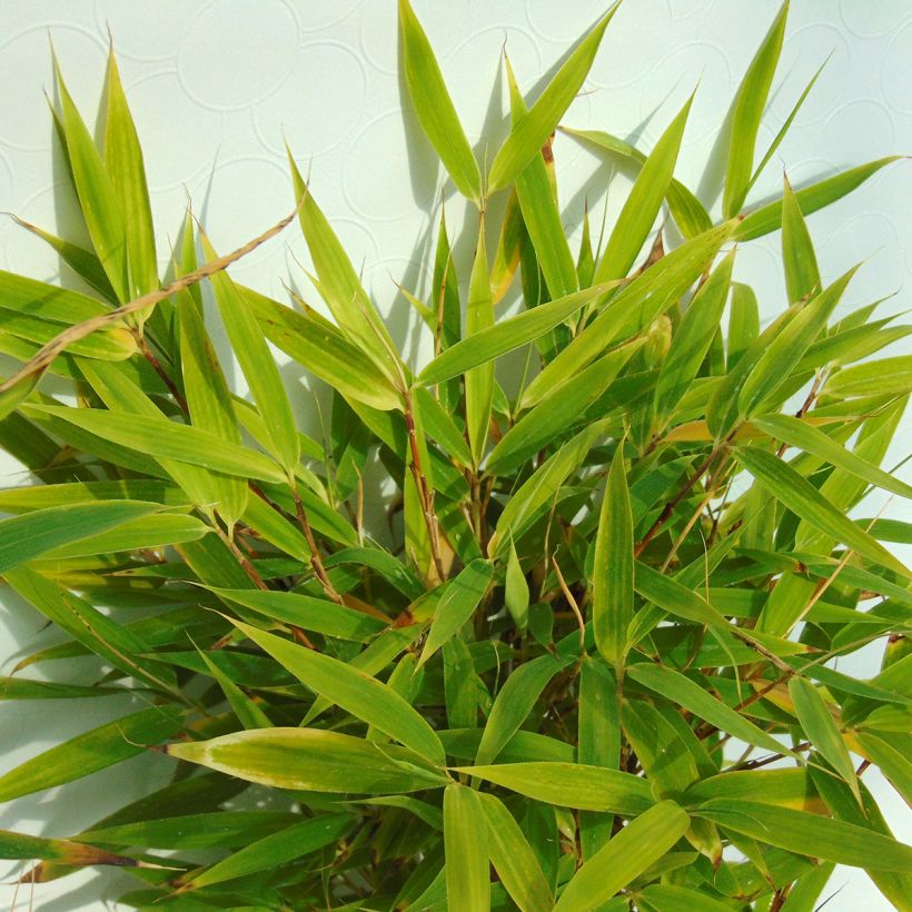 Ruokobambu Bimbo (Lehvistö)