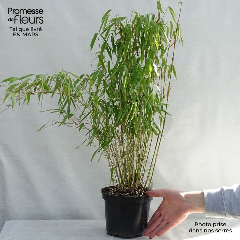Esimerkki keväällä toimitetusta Ruokobambu Bimbo Pot de 2L/3L-taimesta