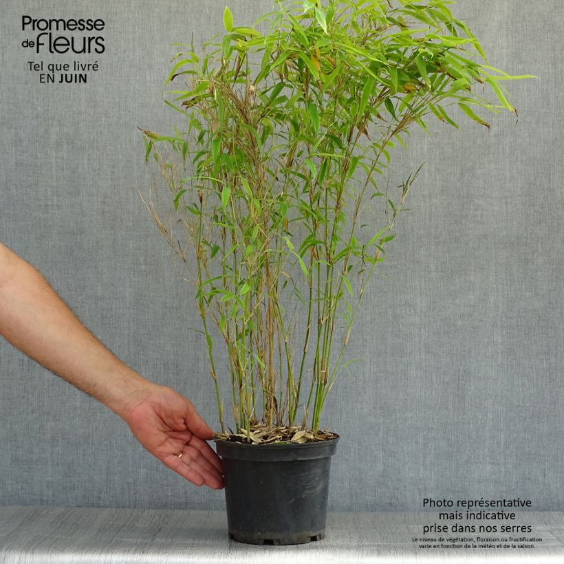 Esimerkki kesällä toimitetusta Ruokobambu Simba Pot de 2L/3L-taimesta