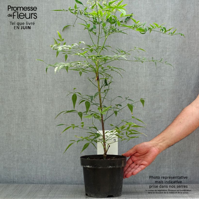 Esimerkki kesällä toimitetusta Pyhä bambu Brightlight Pot de 3L/4L-taimesta