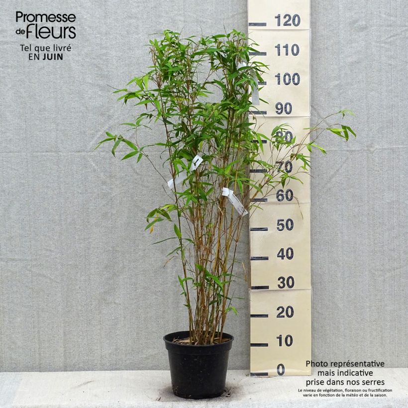 Esimerkki kesällä toimitetusta Bambusa glaucescens Pot de 4L/5L-taimesta