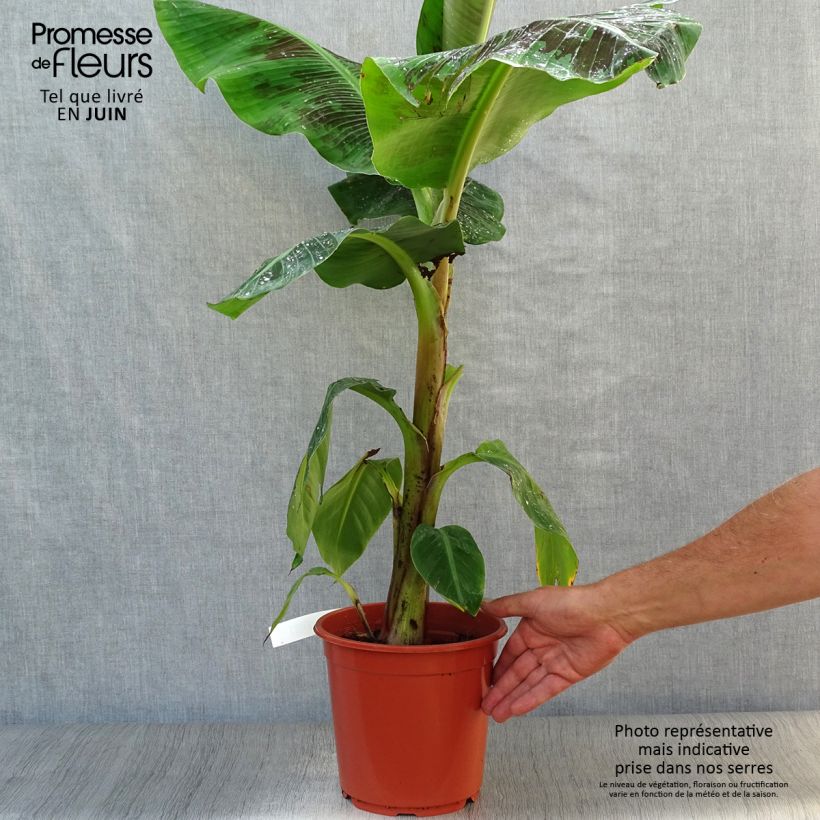 Esimerkki kesällä toimitetusta Kääpiöbanaani Dwarf Cavendish Pot de 6L/7L-taimesta