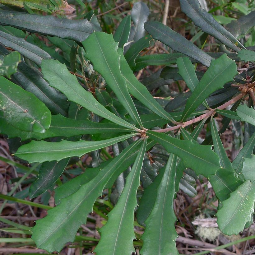 Banksia integrifolia (Lehvistö)