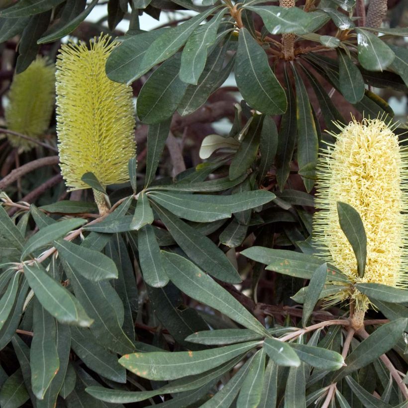 Banksia integrifolia (Kukinta)