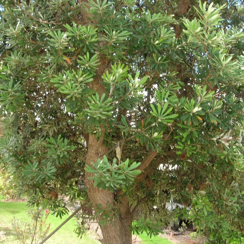 Banksia integrifolia (Kasvutapa)