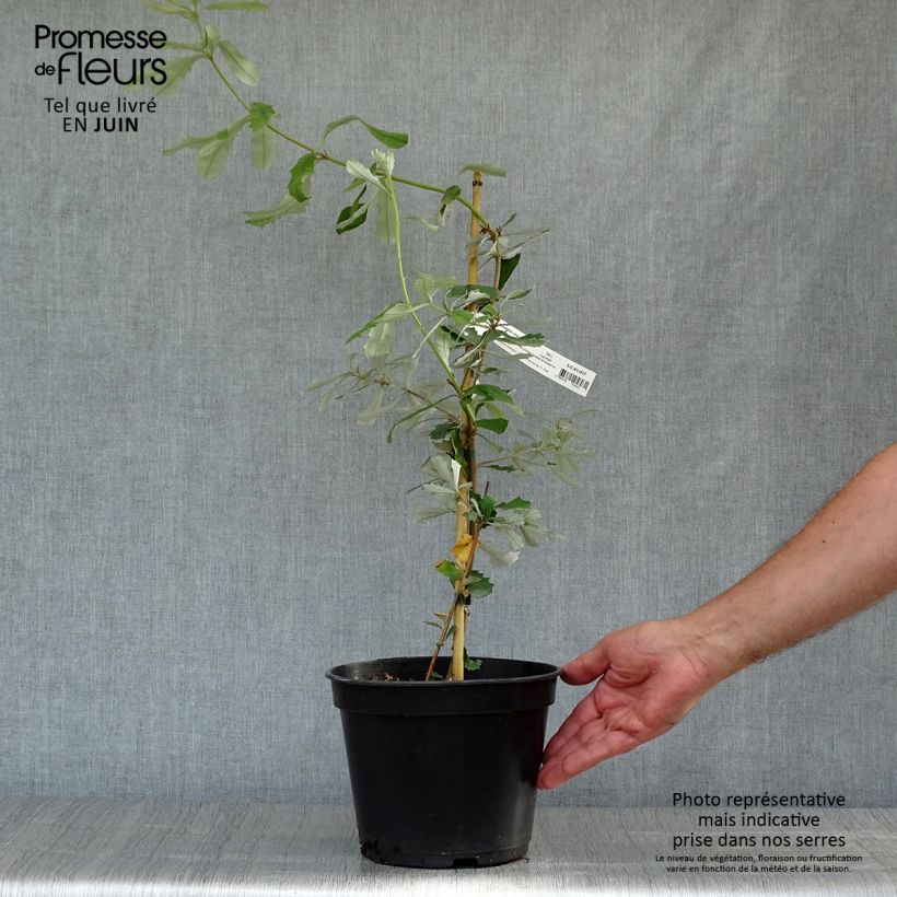 Esimerkki kesällä toimitetusta Banksia integrifolia Pot de 3L/4L-taimesta