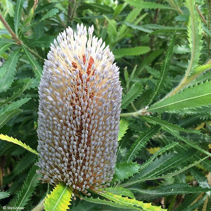 Banksia serrata (Kukinta)