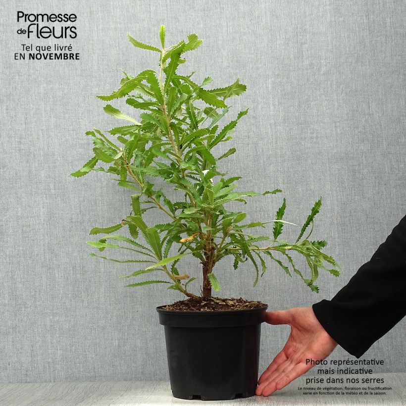 Esimerkki syksyllä toimitetusta Banksia serrata 4 litran/5 litran ruukku-taimesta