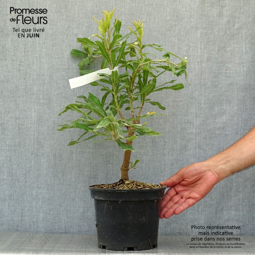 Esimerkki kesällä toimitetusta Banksia serrata Pot de 4L/5L-taimesta