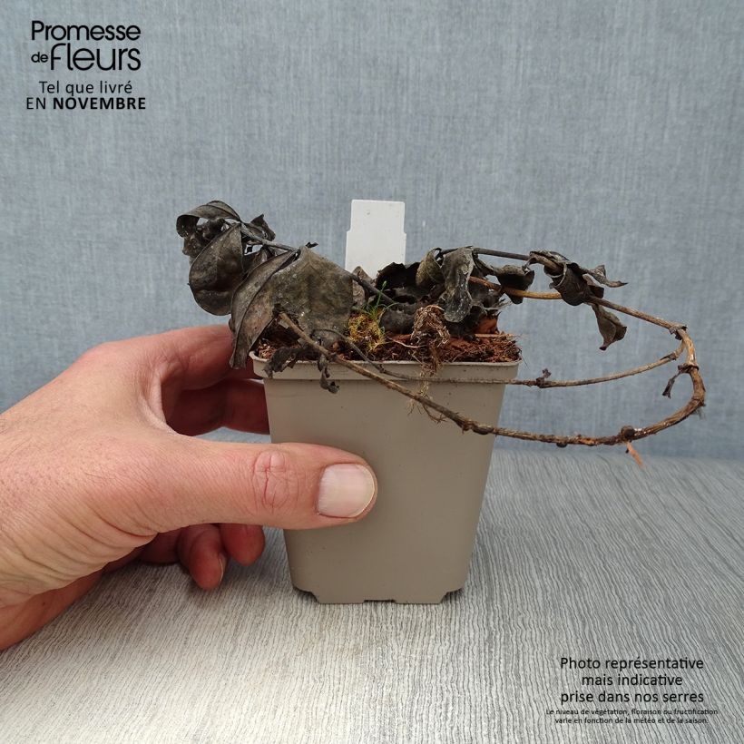 Esimerkki syksyllä toimitetusta Etelänherne Decadence Blueberry Sundae 8/9 cm taimiruukku-taimesta