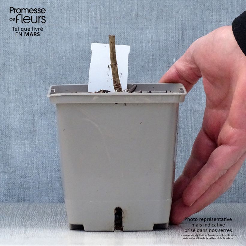 Esimerkki keväällä toimitetusta Etelänherne Brownie Points Pot de 1L/1,5L-taimesta