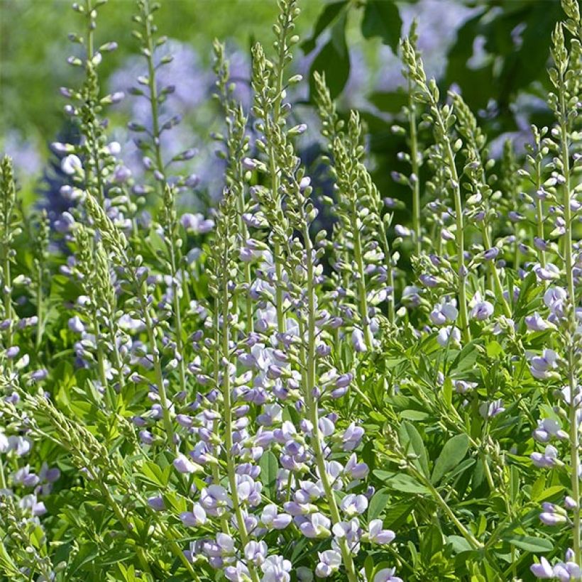 Etelänherne Starlite Prairieblues (Kukinta)