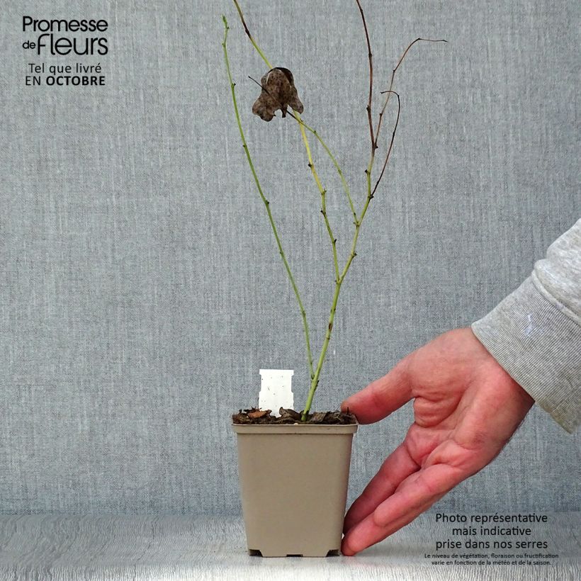 Esimerkki syksyllä toimitetusta Etelänherne Starlite Prairieblues 8/9 cm taimiruukku-taimesta
